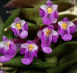 Schoenorchis scolopendria