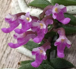 Schoenorchis scolopendria