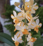 Phalaenopsis pulcherrima coerulea x Vanda miniatum