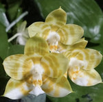 Phalaenopsis Mituo reflex king flava #1