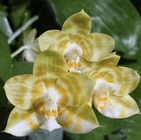 Phalaenopsis Mituo reflex king flava #1