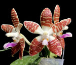 phalaenopsis Double Eagle (sumatrana x corningiana