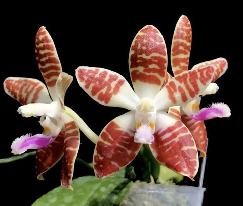 phalaenopsis Double Eagle (sumatrana x corningiana