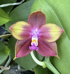 Phaleanopsis Mituo Princess "Redpoint"