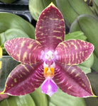 Phalaenopsis (Ambotrana x violacea) x (Trecelyn Lopez Ramon x Zeng Min Tyrannosaurus)