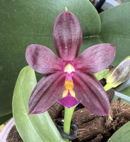 Phalaenopsis (mannii x cornu-cervi) x bellina