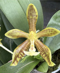 Phalaenopsis (micholitzii x mannii "Flava") x mannii "Flava"