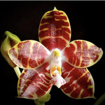 Phalaenopsis Ambonosa "Spicy King"