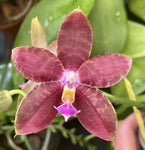 Phalaenopsis Yaphon Twisted Roll x (Zheng Min Tyrannosaurus x Dragon Tree Eagle)