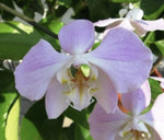 Phalaenopsis sanderiana