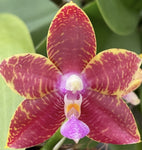 Phalaenopsis Brother Ambo Buddha x (Zheng Min Tyrannosaurus x Dragon Tree Eagle)