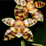 Phalaenopsis Paifang´s Mambo Baby