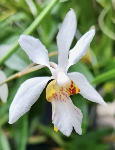Holcoglossum Incantatio (lingulatum x wangii)