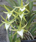 Angraecum Veitchii