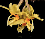 stanhopea geaveolens