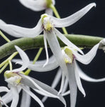 Dendrobium wassellii