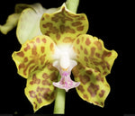 Phalaenopsis hygrochila
