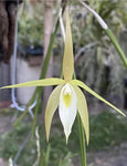 Brassavola Little Yaki