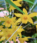 Dendrobium hancockii