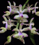 Aerides inflexa