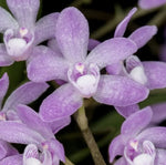 Sarcochilus ceciliae