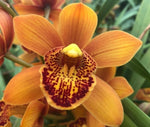 cymbidium Majolica