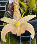 Bulbophyllum palawanense