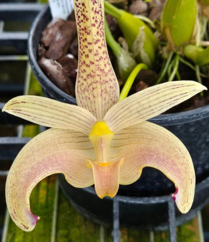 Bulbophyllum palawanense