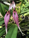 Bulbophyllum biflorum