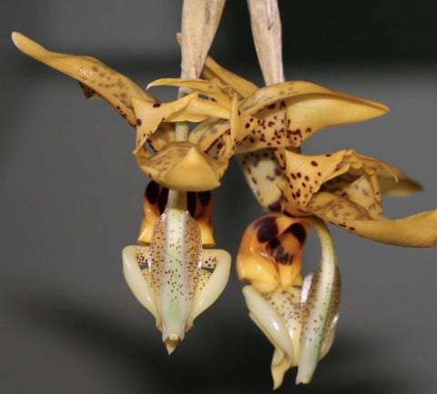 Stanhophea shuttleworthii