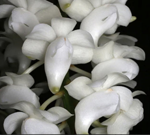 Aerides magnifica alba