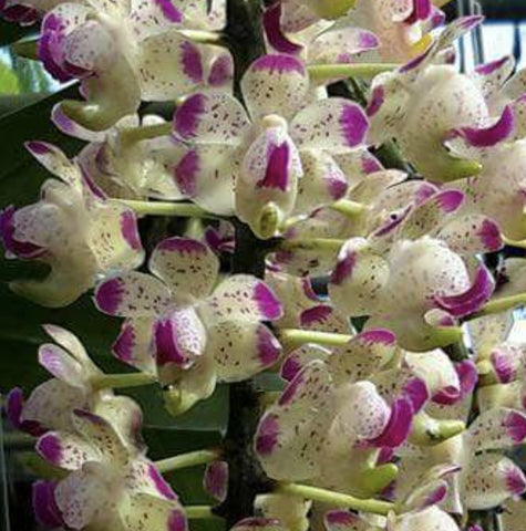 Aerides quinquevulnera var farmerii