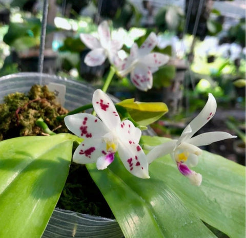 Phalaenopsis speciosa spot
