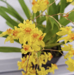 Oncidium twinkle yellow