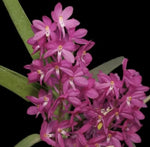 Vanda ampullaceum