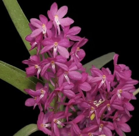 Vanda ampullaceum