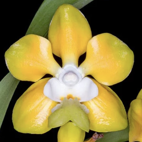 Vanda denisionana