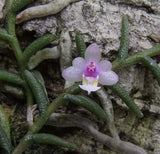 Cleisostoma scolopendrifolius
