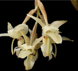 stanhopea lietzei