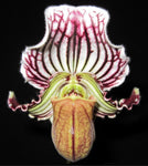 paphiopedilum fairrieanum