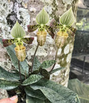 paphiopedilum venustum