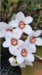 Sarcochilus hartmanni