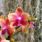 Phalaenopsis Bolgheri