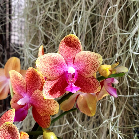 Phalaenopsis Bolgheri