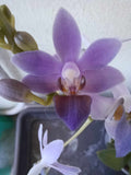 Phalaenopsis purple gem