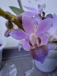 Phalaenopsis purple gem