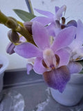 Phalaenopsis purple gem