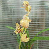 Cymbidium ensifolium Green Fulong