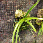 Vanda curvifolia