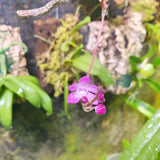 Sarcochilus ceciliae